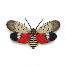 Spotted Lanternfly