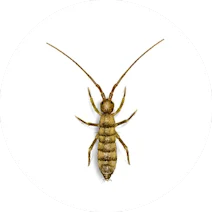 Springtail