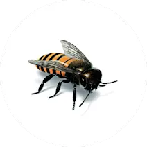 Stinging Pest