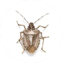 Stink Bugs