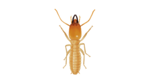 Subterranean Termites