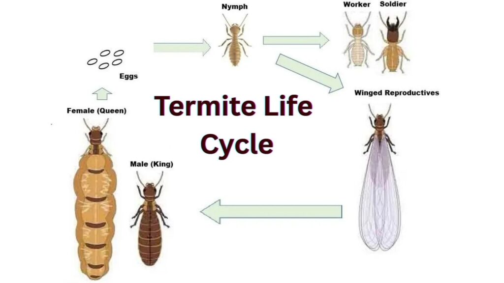 Termite Life Cycle