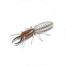 Termites