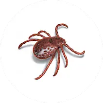 Tick