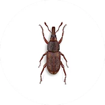 Weevil
