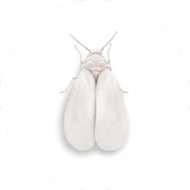 Whitefly
