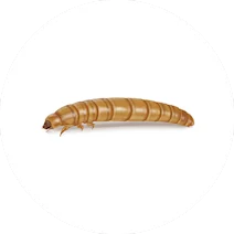 Yellow Mealworm