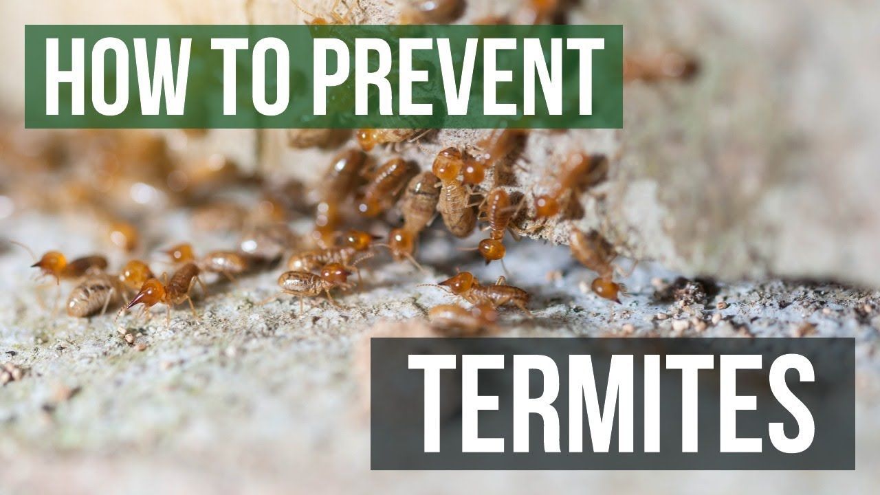 how to prevent termites