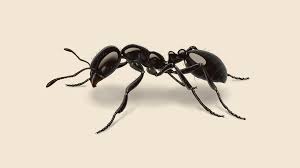 Ant Control Sahiwal