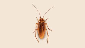 Cockroach Control Sahiwal
