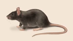 Rodent Control Sahiwal