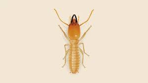 Termite Control in Sahiwal