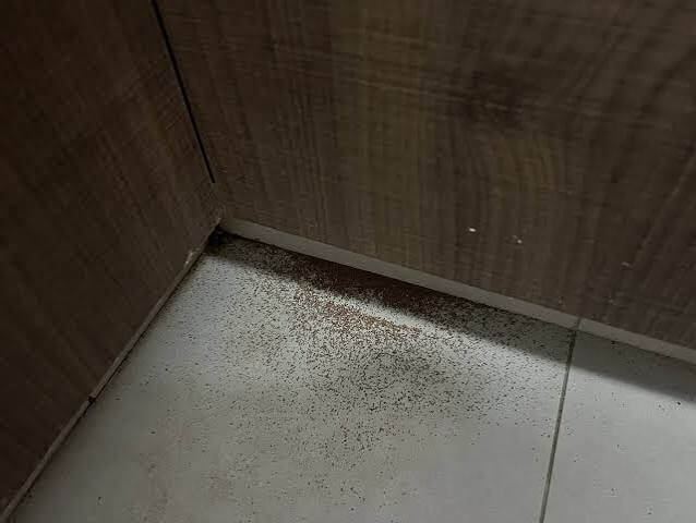 termites in Kitchens and Bathrooms