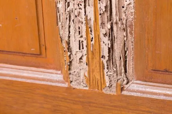 termites Behind Door and Window Frames or Skirting Boards