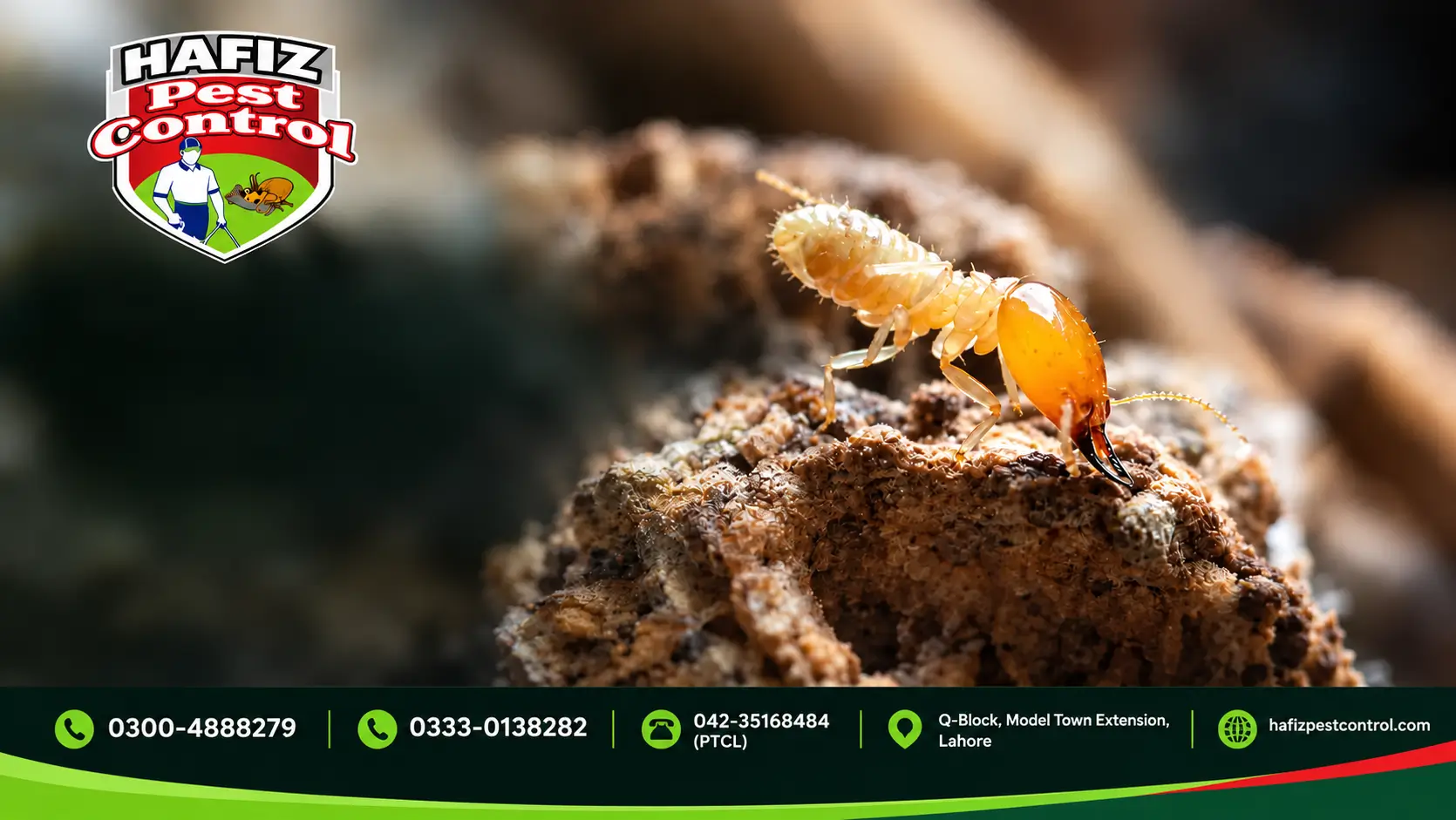 termite treatment services for homes in Lahore